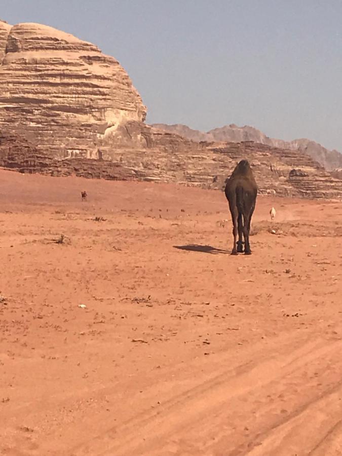 Hotel Bedouin House Camp Wadi Rum Zewnętrze zdjęcie